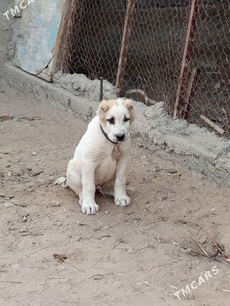 alabaý 2 aýlyk köpek - Bagyr - img 5