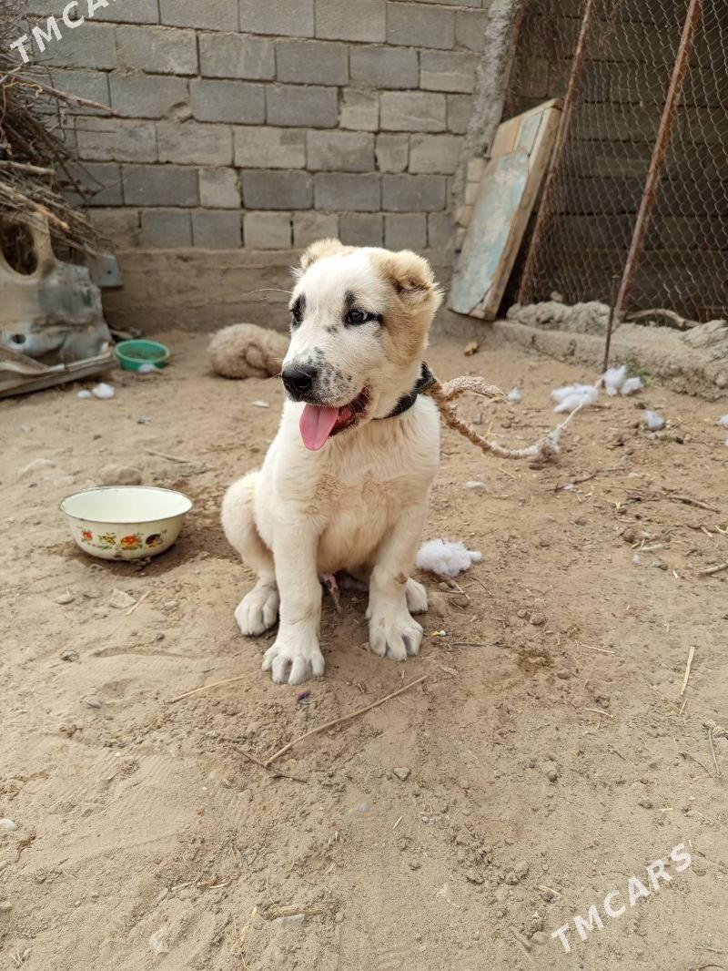 alabaý 2 aýlyk köpek - Bagyr - img 4