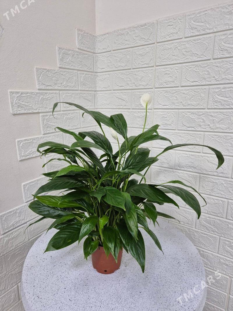 цветок женская счастье - Aşgabat - img 1