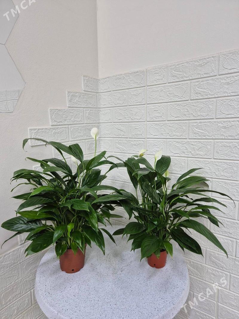 цветок женская счастье - Aşgabat - img 3