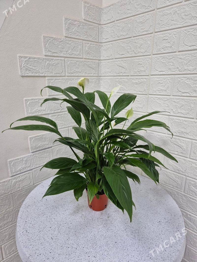 цветок женская счастье - Aşgabat - img 2