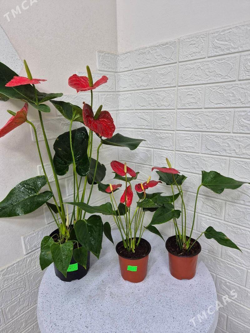 цветок мужской счастье - Aşgabat - img 1