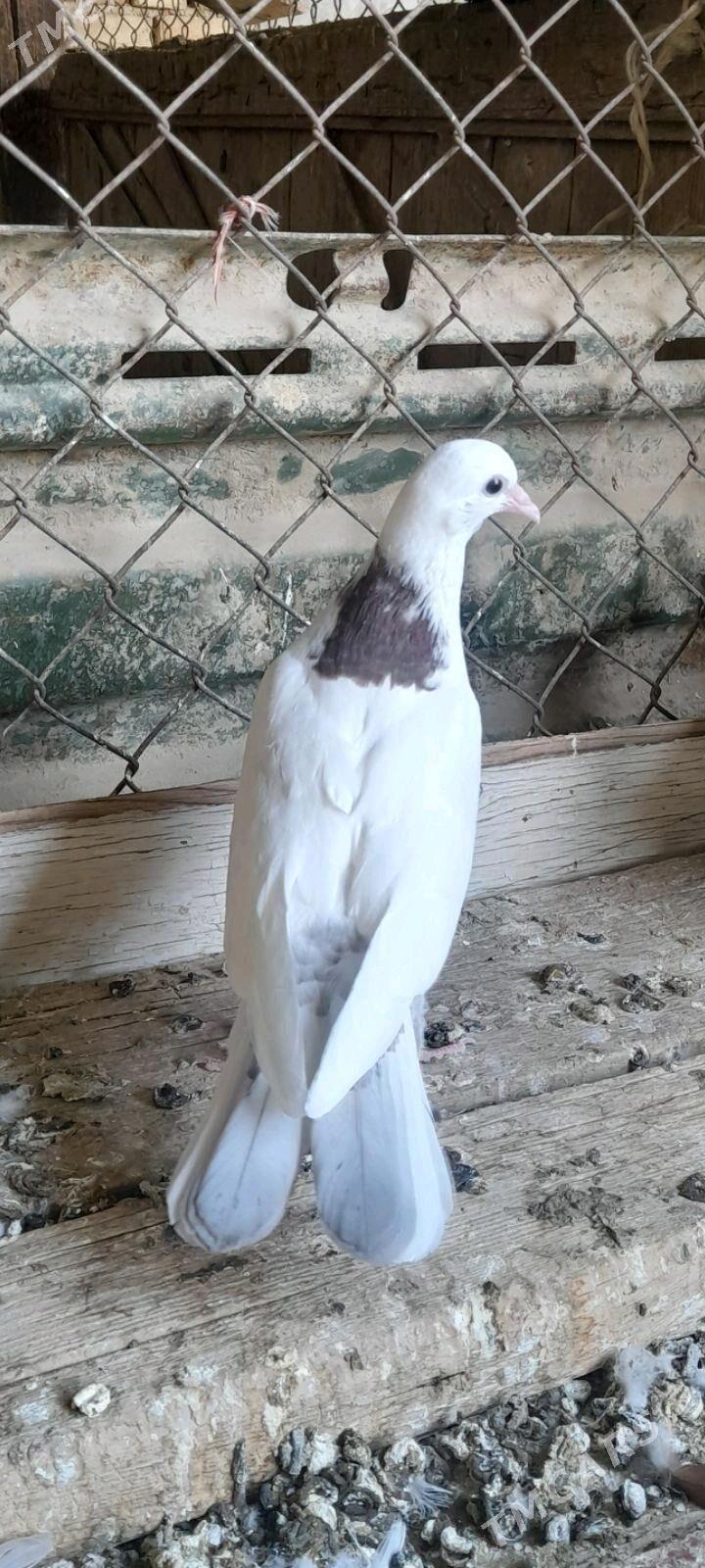 kepderi - Гызыларбат - img 3