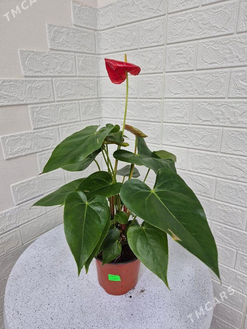 цветок мужской счастье - Aşgabat - img 3