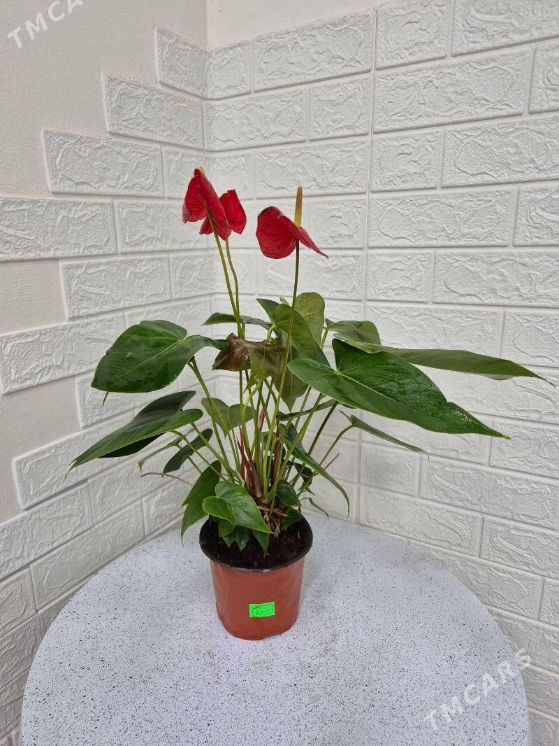 цветок мужской счастье - Aşgabat - img 4