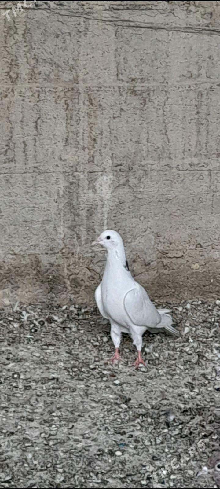 kepderi - Гызыларбат - img 4