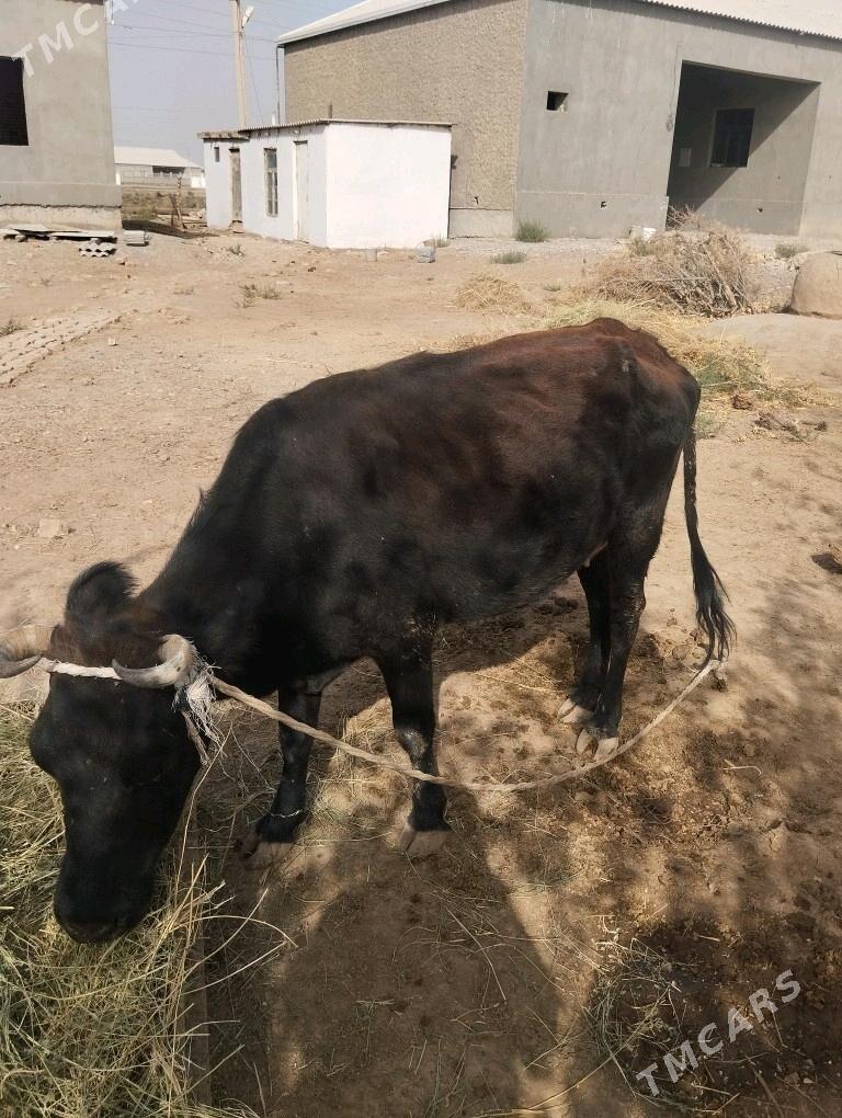 sygyr - Теджен - img 2