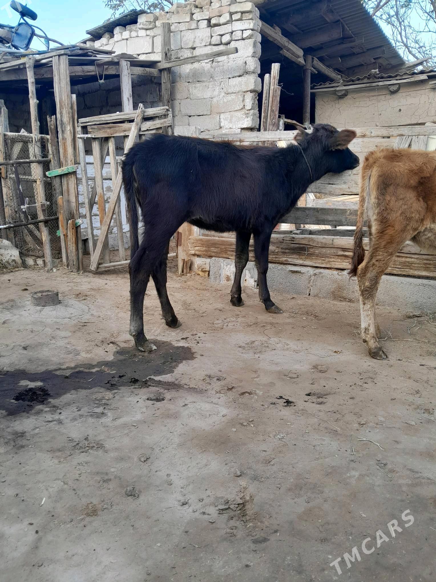 Tüwe - Köşi - img 4