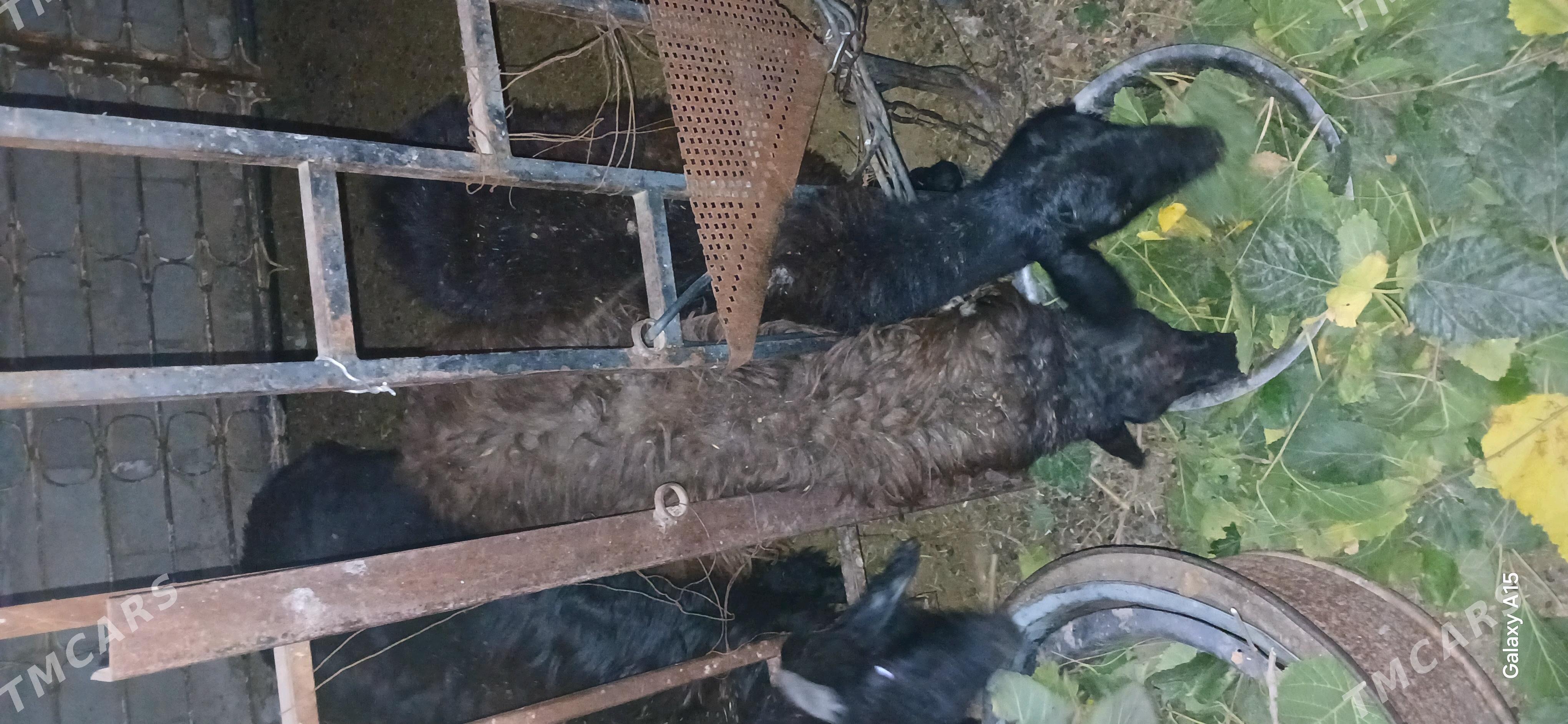 Tokly - Aşgabat - img 2