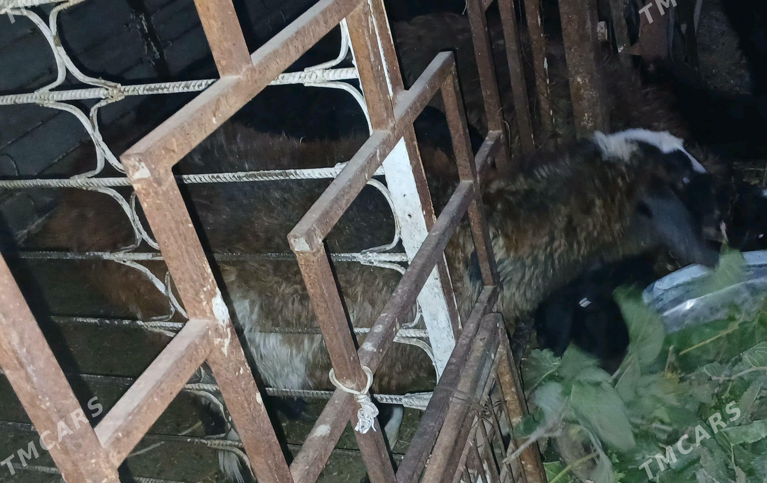 Tokly - Aşgabat - img 4