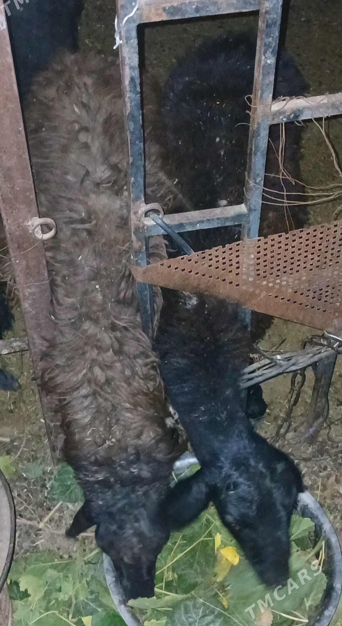 Tokly - Aşgabat - img 3