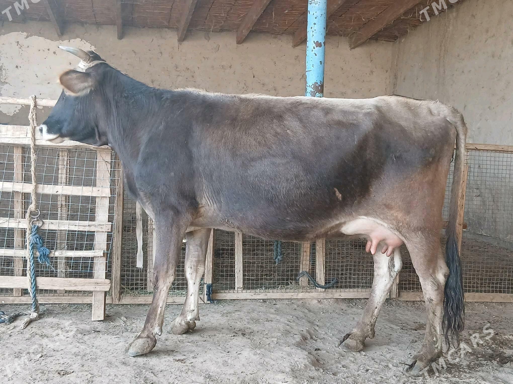 goleli - Векильбазар - img 5