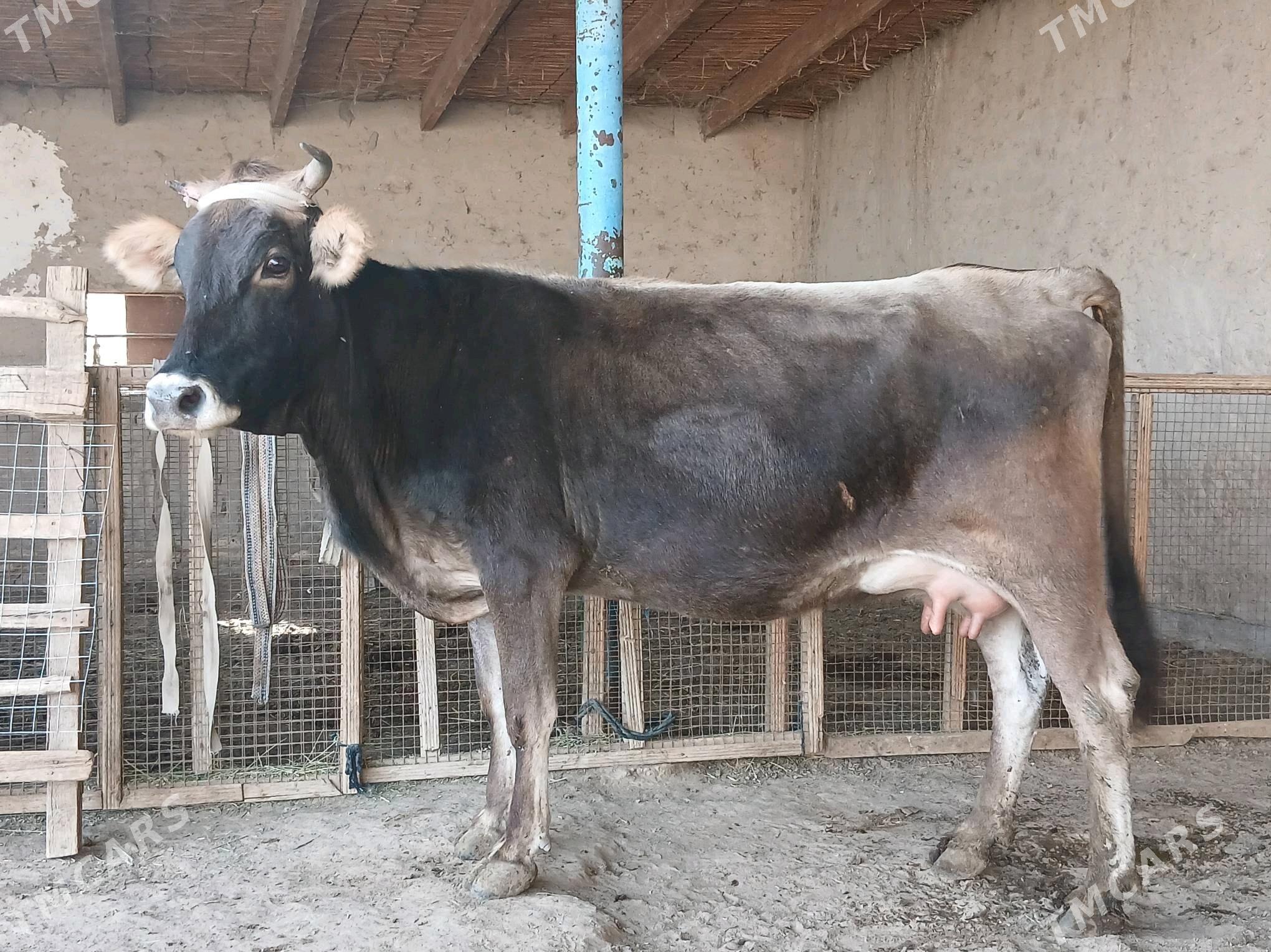 goleli - Векильбазар - img 2