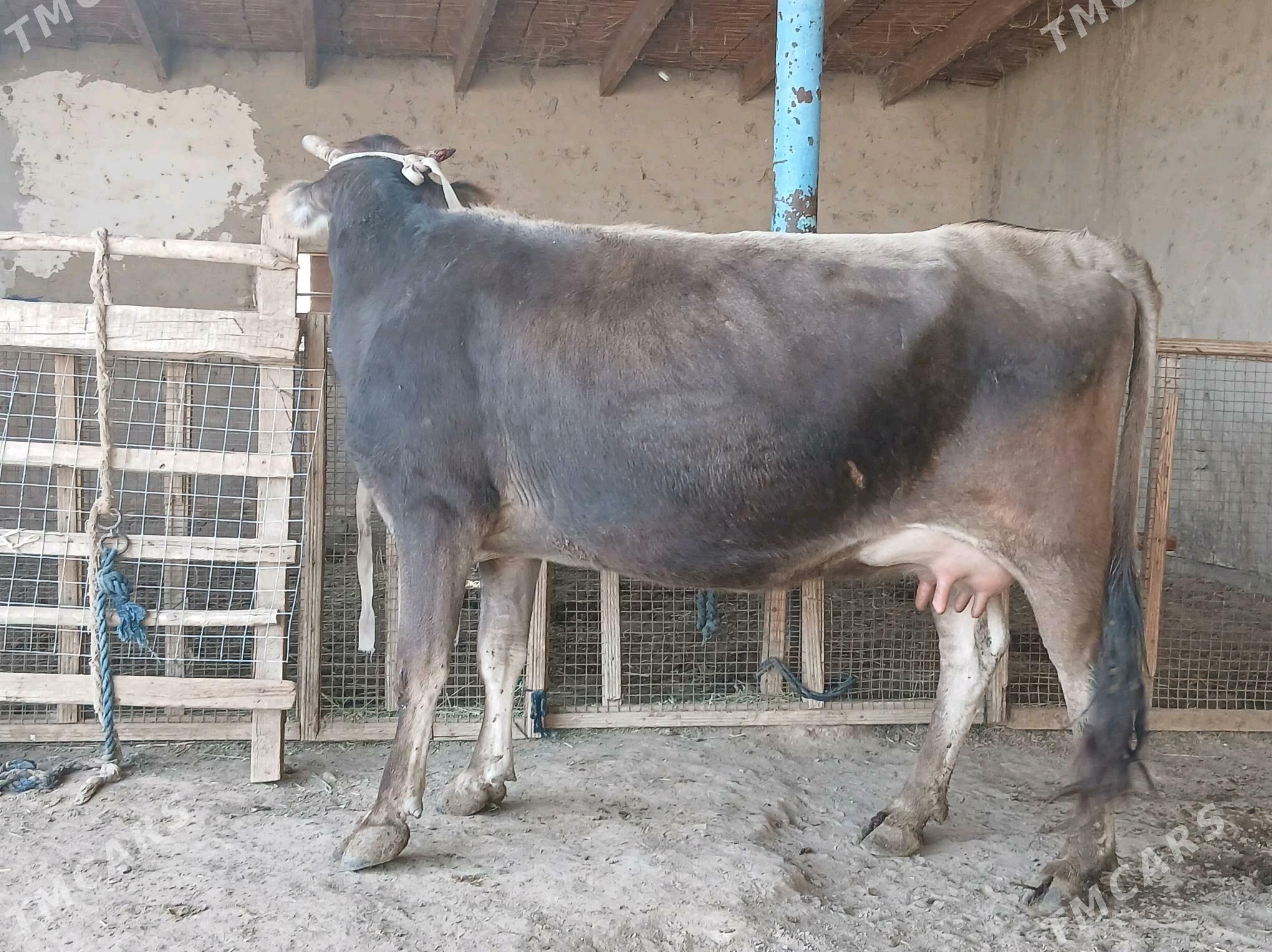 goleli - Векильбазар - img 3