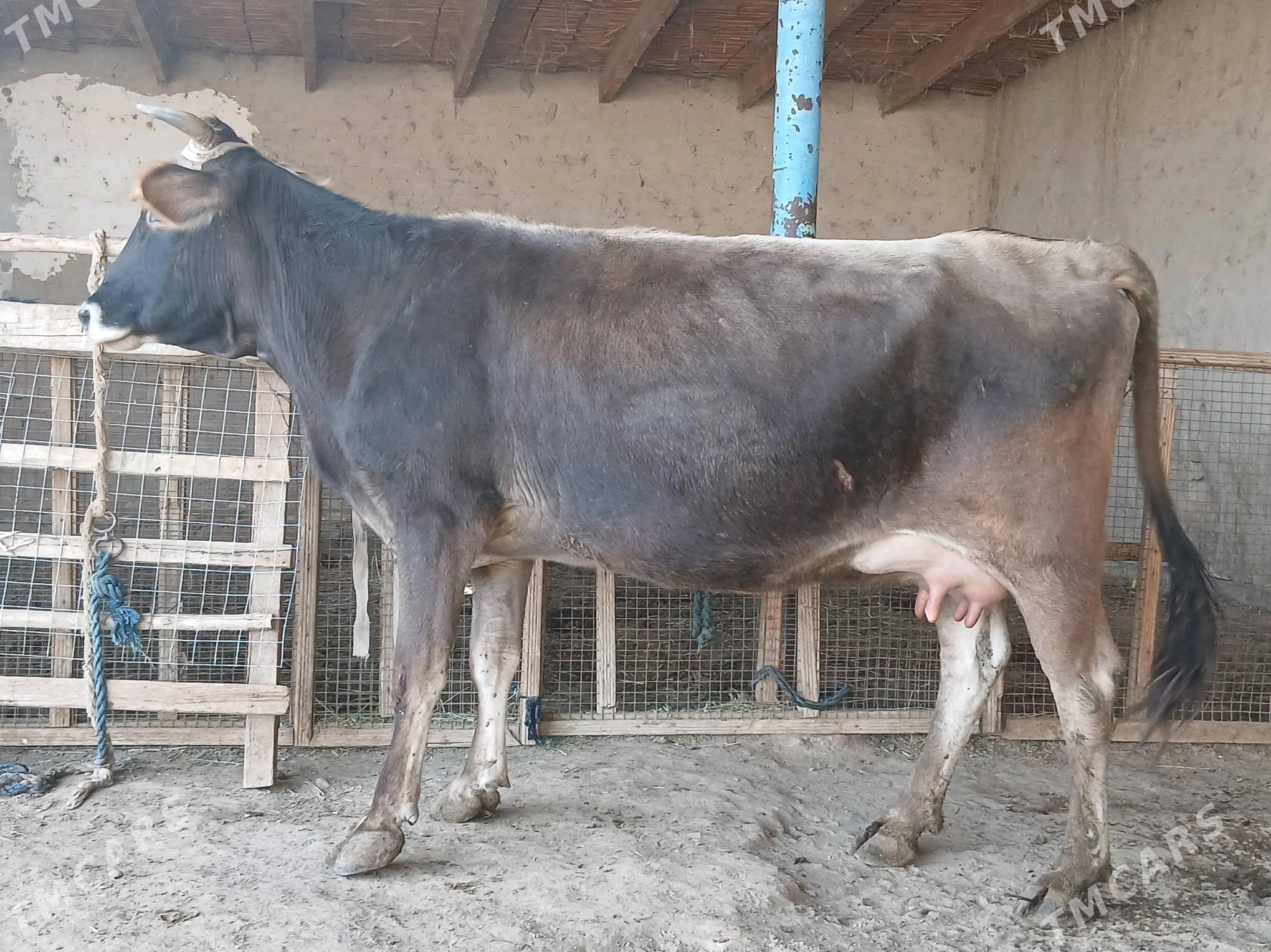 goleli - Векильбазар - img 4