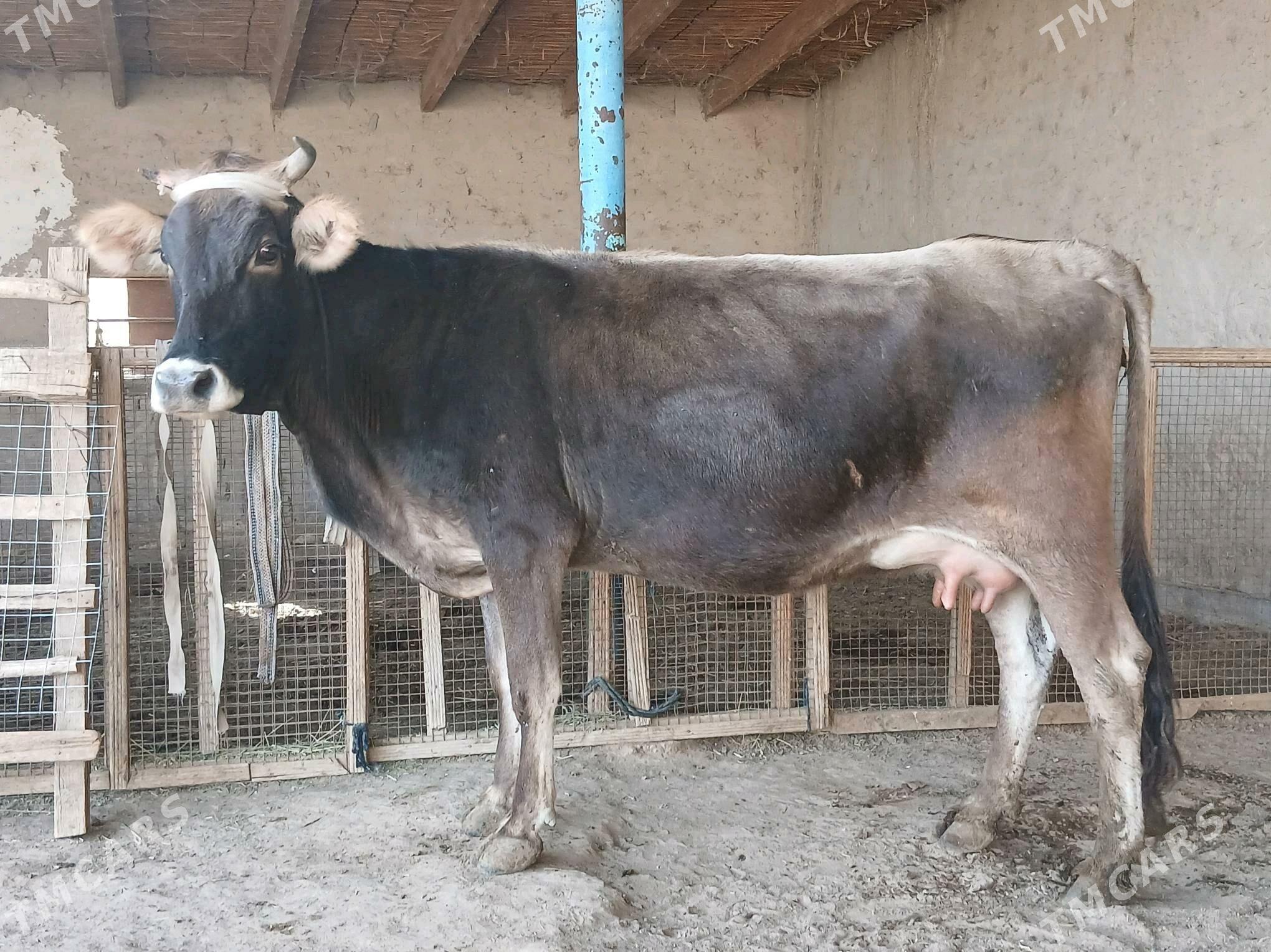 goleli - Векильбазар - img 6