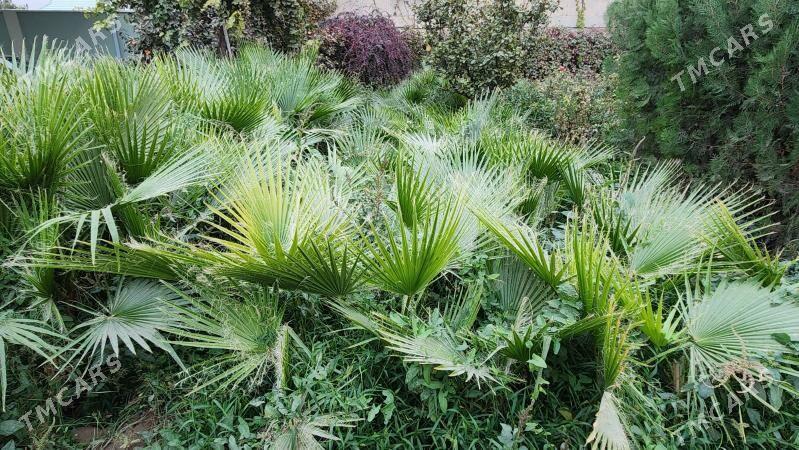 Palma - Aşgabat - img 2