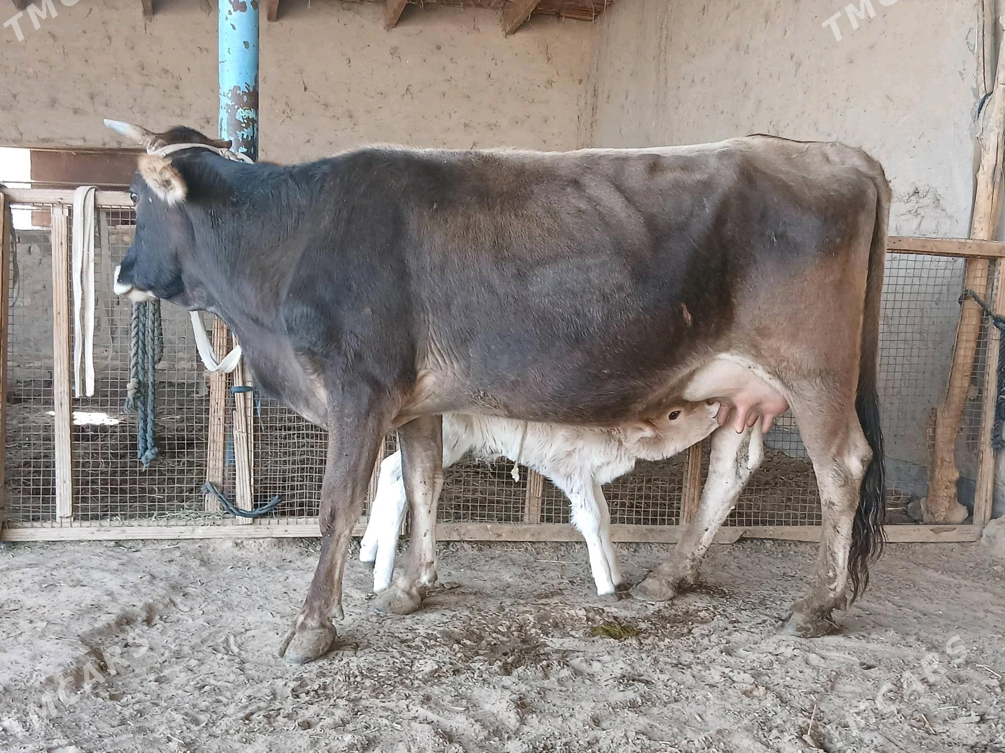 goleli - Векильбазар - img 7