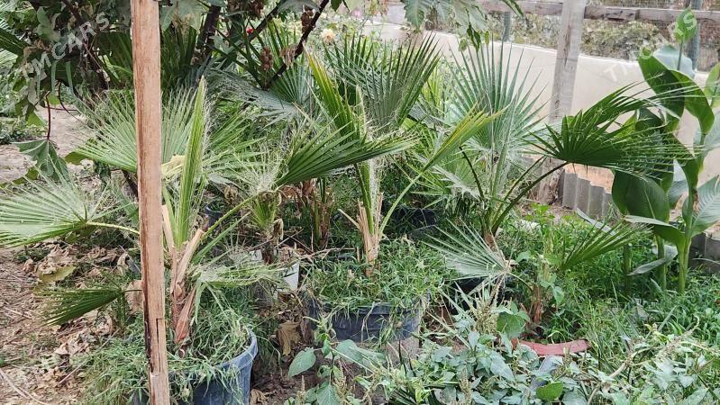 Palma - Aşgabat - img 1