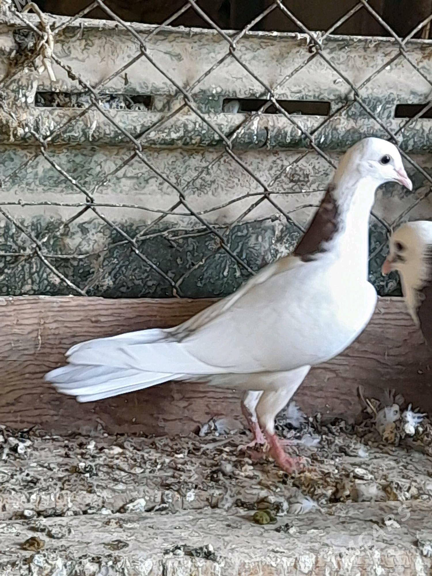 kepderi - Гызыларбат - img 2