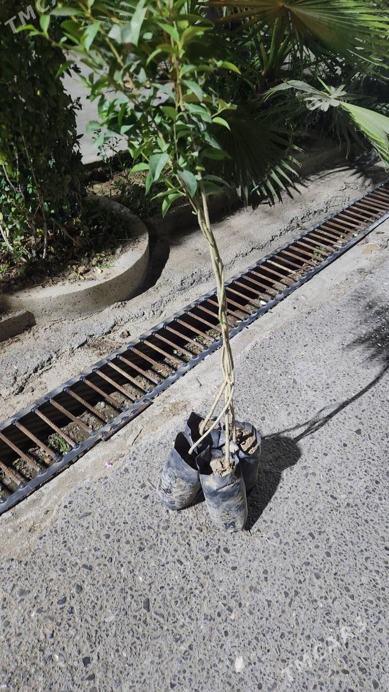 Burcina - Ашхабад - img 2