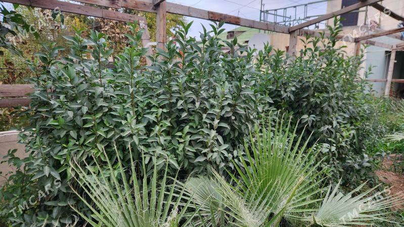 Burcina - Ашхабад - img 4