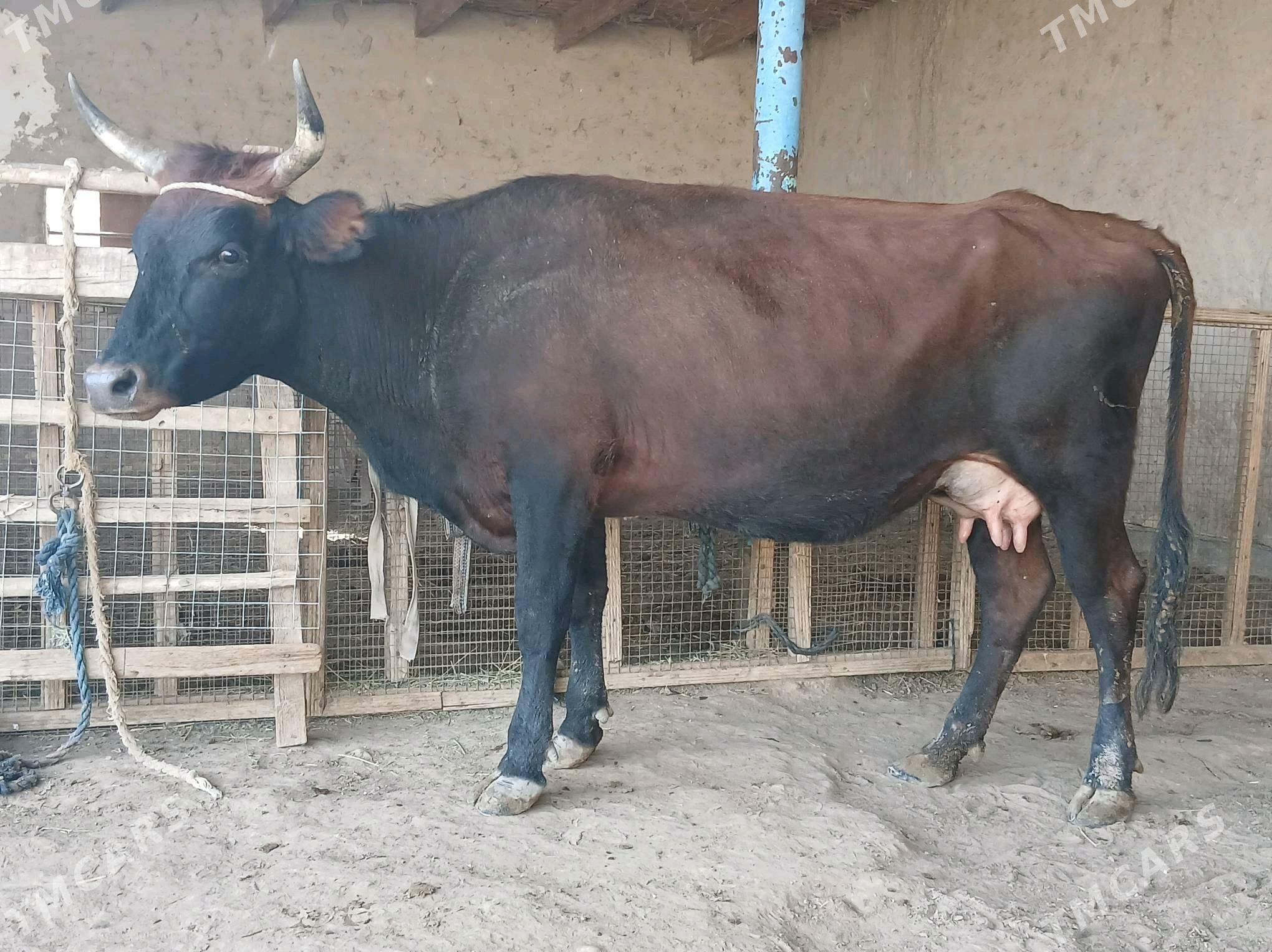 goleli - Векильбазар - img 5