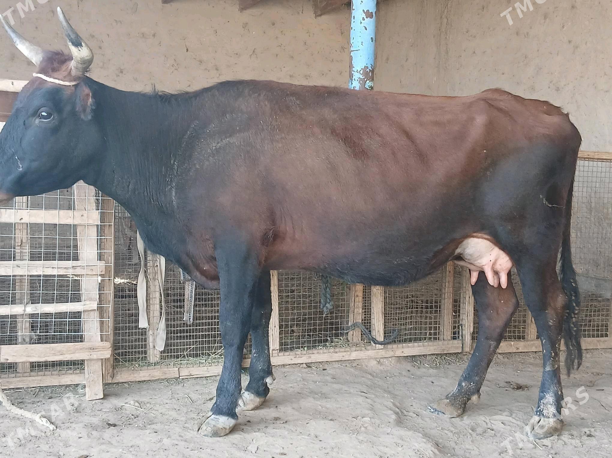 goleli - Векильбазар - img 3