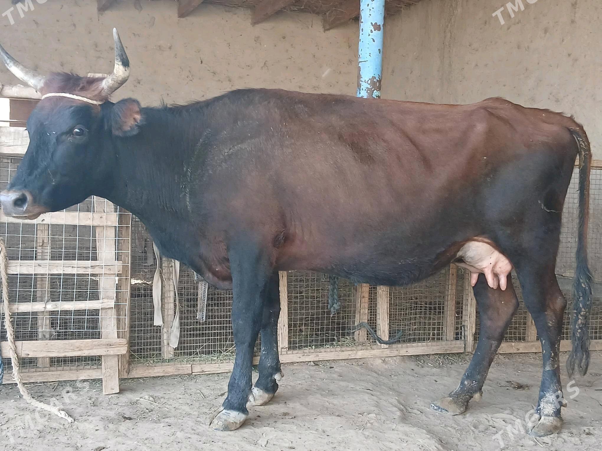 goleli - Векильбазар - img 4