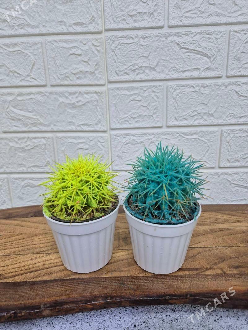 kaktus - Aşgabat - img 2