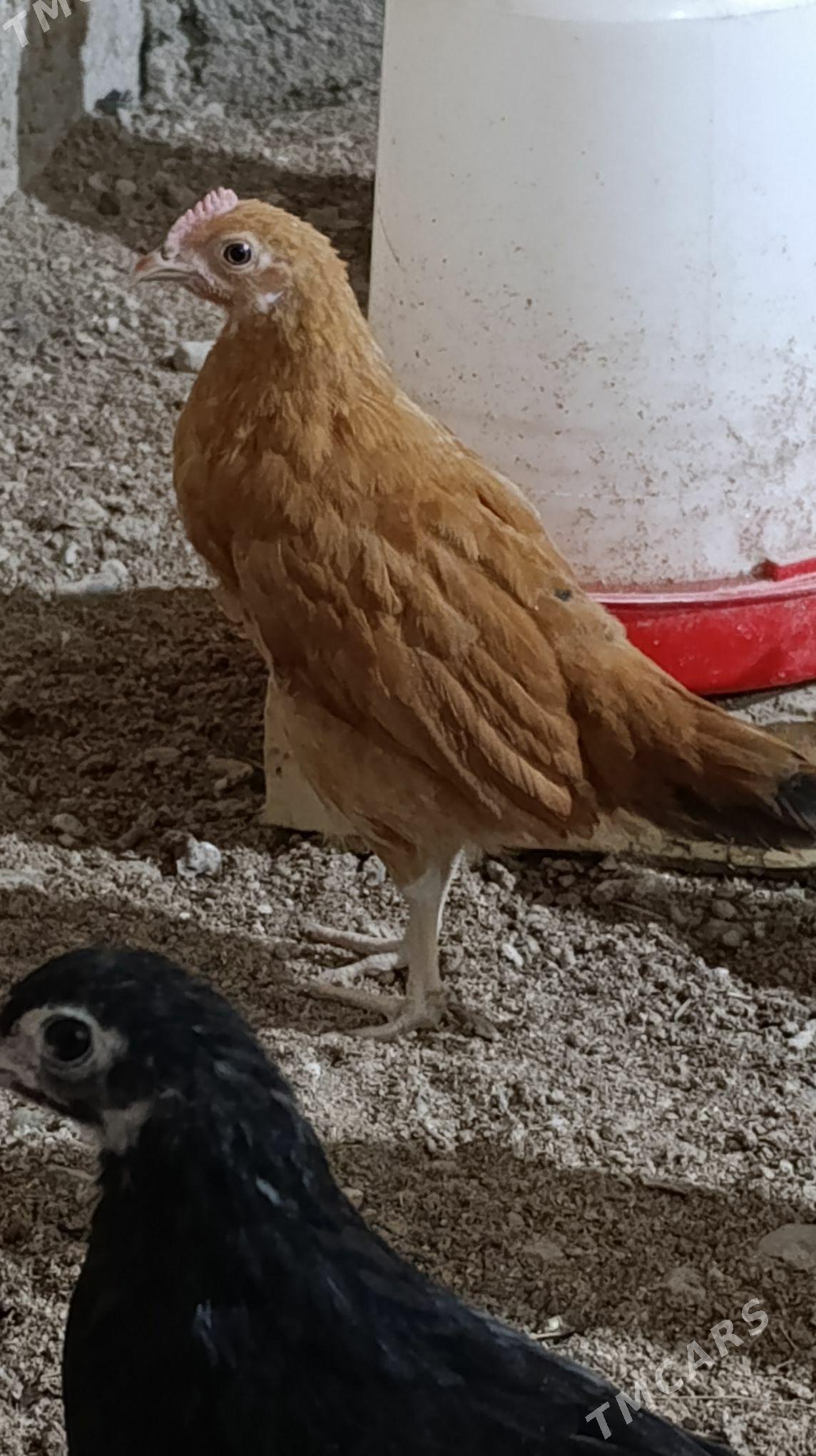 Towuk cuyce - Murgap - img 2