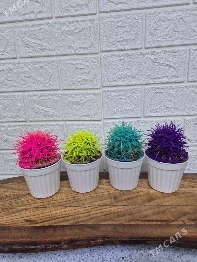 kaktus - Aşgabat - img 3