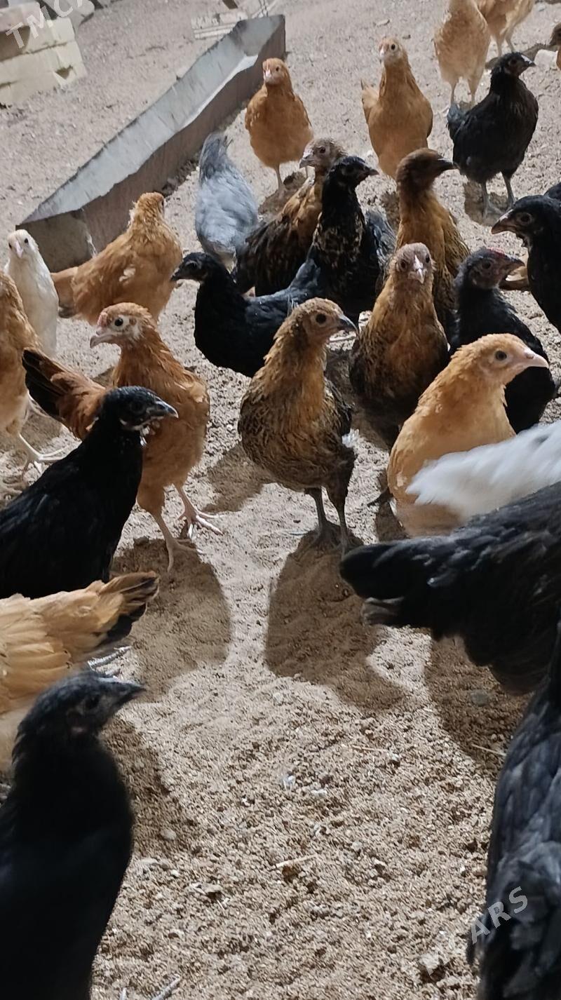 Towuk cuyce - Murgap - img 3