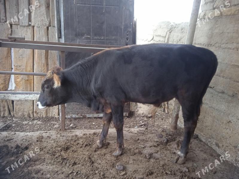 okuz - Ашхабад - img 1