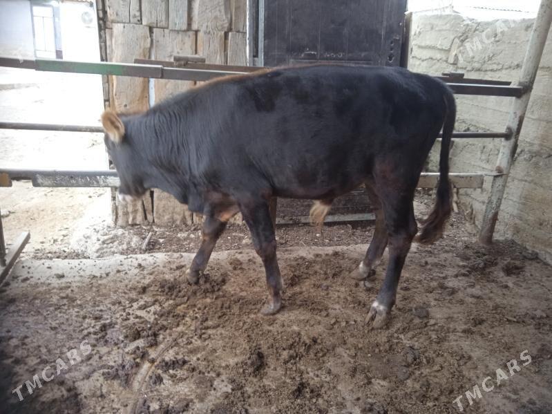 okuz - Ашхабад - img 2