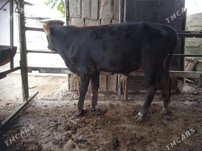 okuz - Ашхабад - img 4