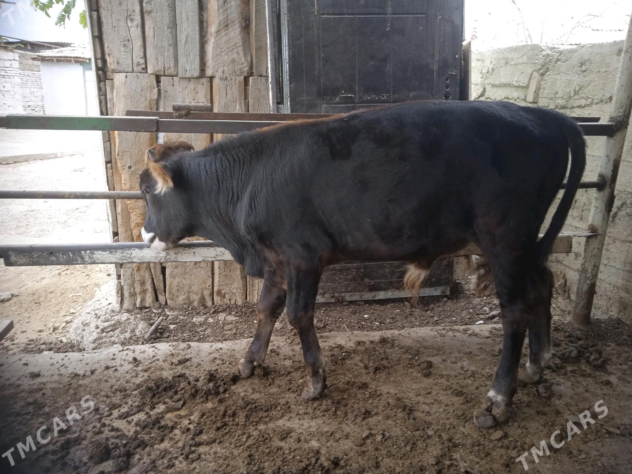 okuz - Ашхабад - img 3