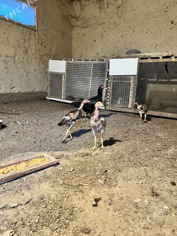 juja - Şabat etr. - img 1