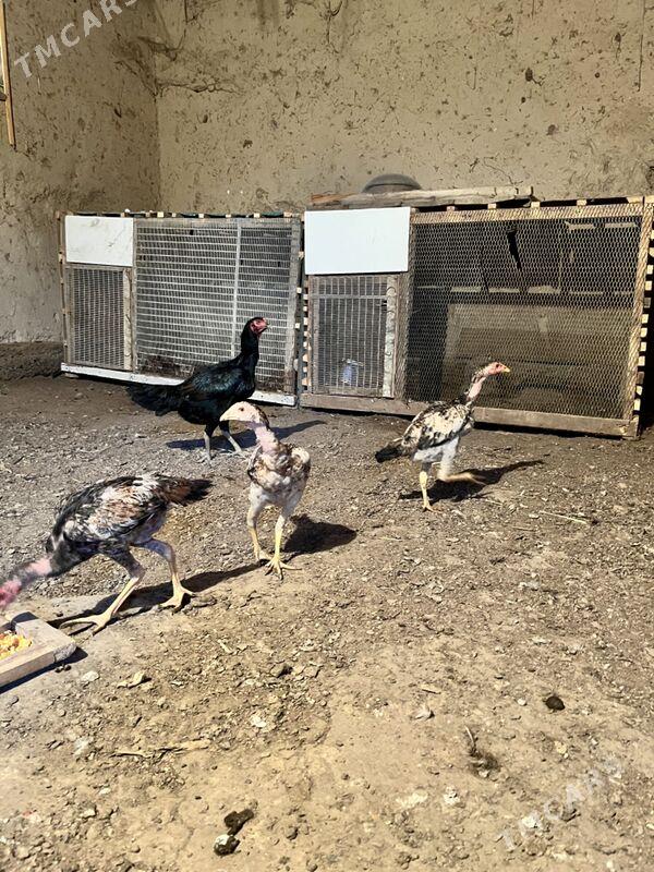 juja - Şabat etr. - img 4