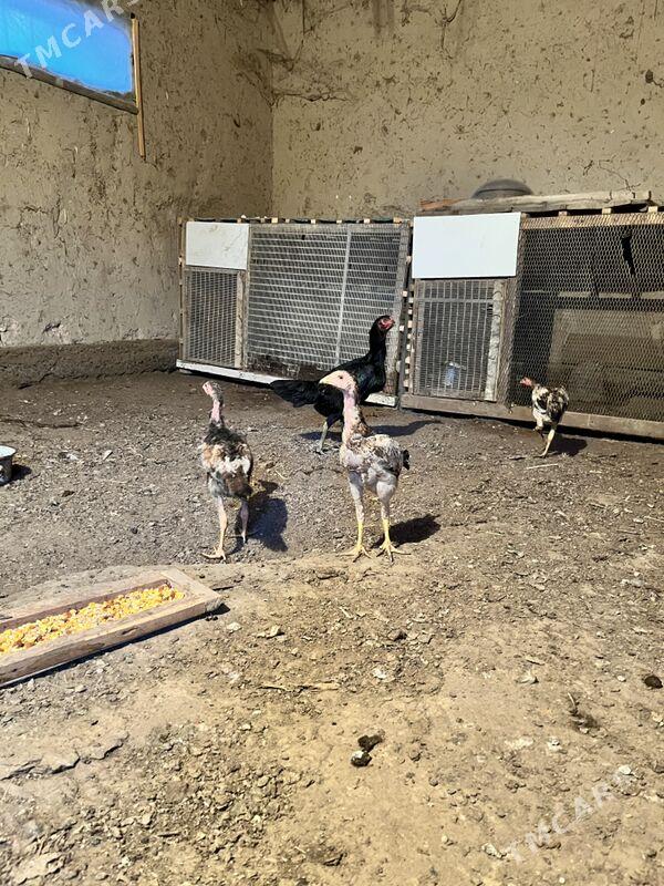 juja - Şabat etr. - img 5