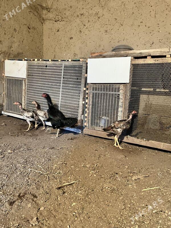 juja - Şabat etr. - img 2