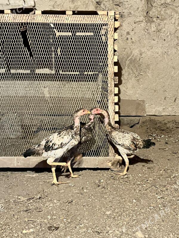 juja - Şabat etr. - img 3