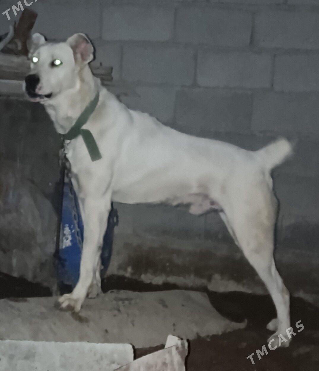 alabay - Büzmeýin - img 2