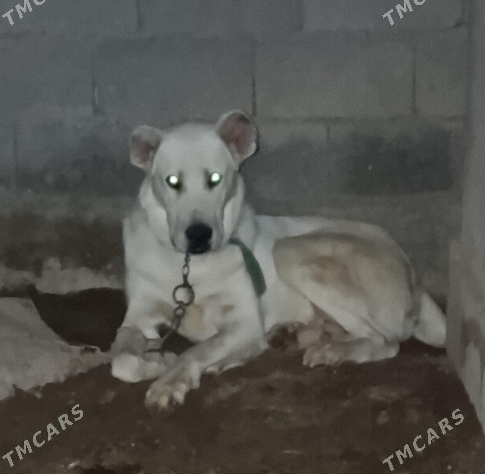 alabay - Büzmeýin - img 1