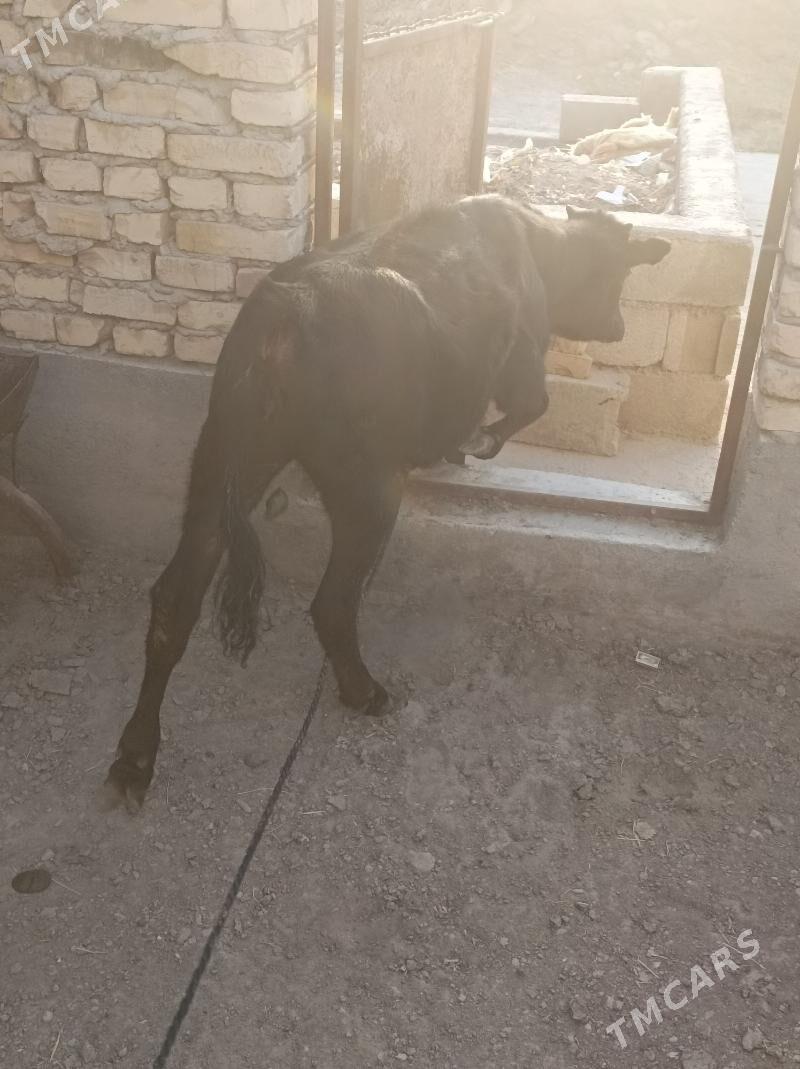 gibirit - Бахарден - img 4