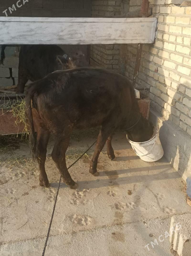 gibirit - Бахарден - img 3