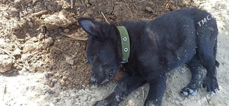 Овчарка - Seýdi - img 5