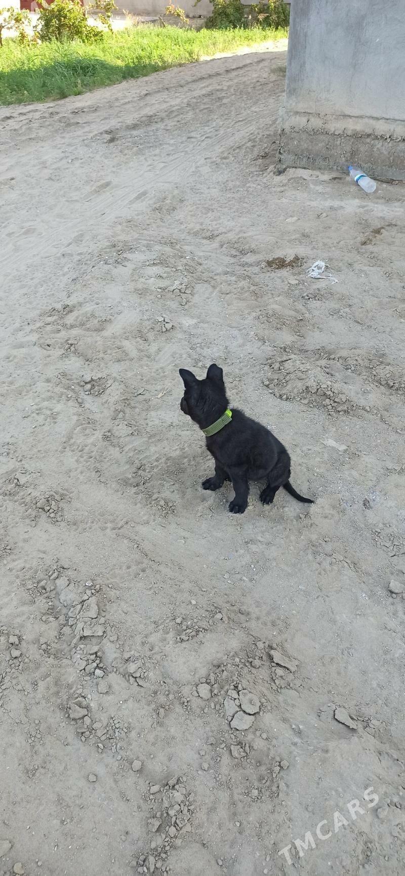 Овчарка - Seýdi - img 3