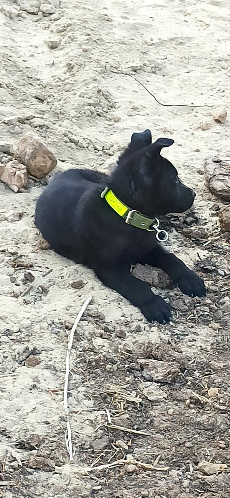 Овчарка - Seýdi - img 4