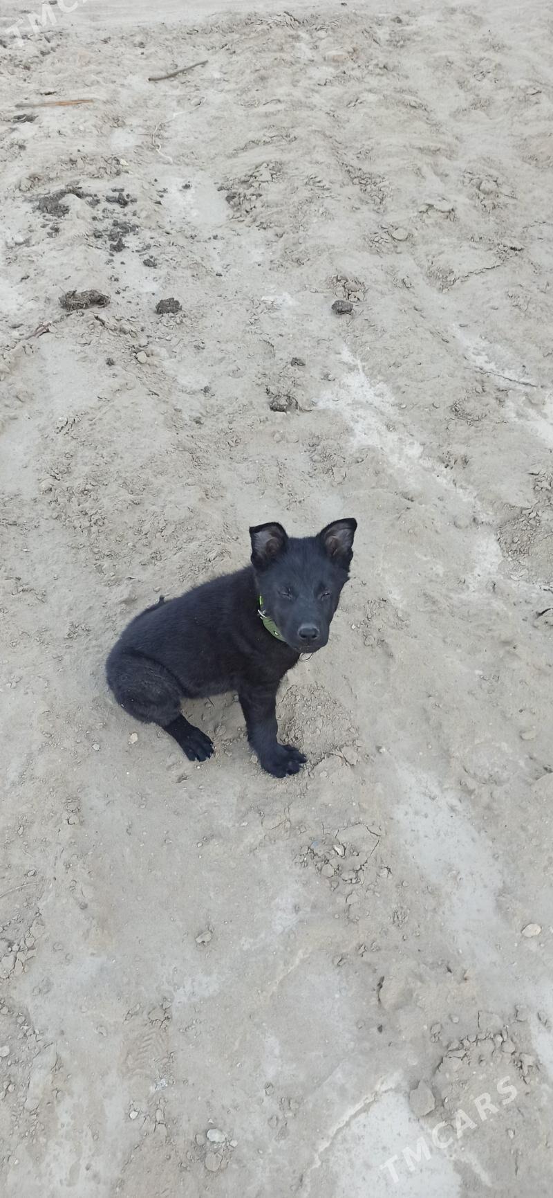 Овчарка - Seýdi - img 2